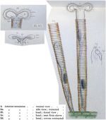 Limnias annulata