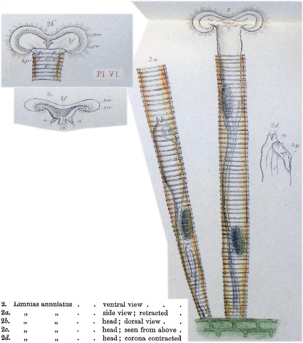 Limnias annulata Limnias annulata