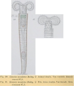 Limnias annulata