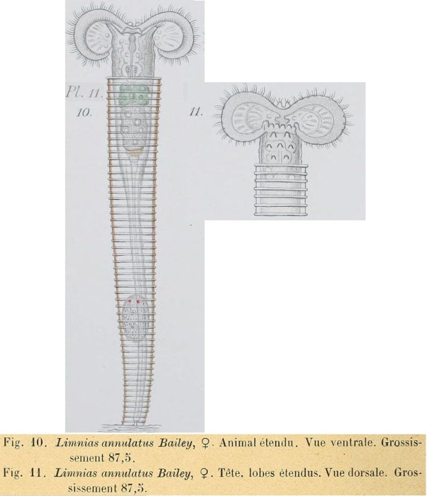 Limnias annulata Limnias annulata
