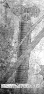 Limnias annulata - Original description image