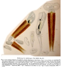 Limnias ceratophylli