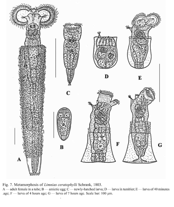 Limnias ceratophylli