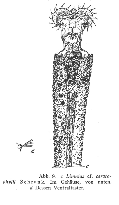 Limnias ceratophylli Limnias ceratophylli