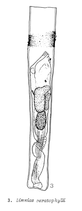 Limnias ceratophylli Limnias ceratophylli