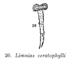 Limnias ceratophylli