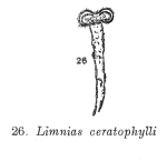 Limnias ceratophylli
