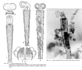 Limnias ceratophylli