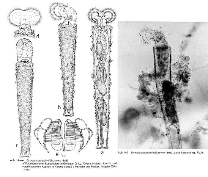 Limnias ceratophylli Limnias ceratophylli
