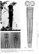 Limnias ceratophylli