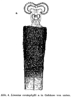 Limnias ceratophylli