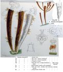 Limnias ceratophylli
