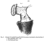 Limnias ceratophylli