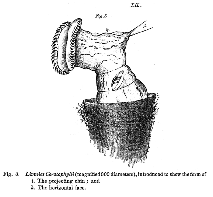 Limnias ceratophylli Limnias ceratophylli