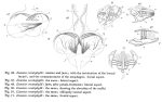 Limnias ceratophylli
