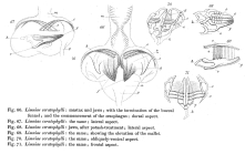 Limnias ceratophylli