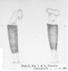 Limnias ceratophylli