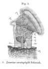 Limnias ceratophylli