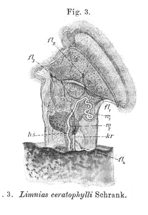 Limnias ceratophylli