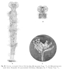 Limnias ceratophylli