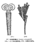 Limnias ceratophylli