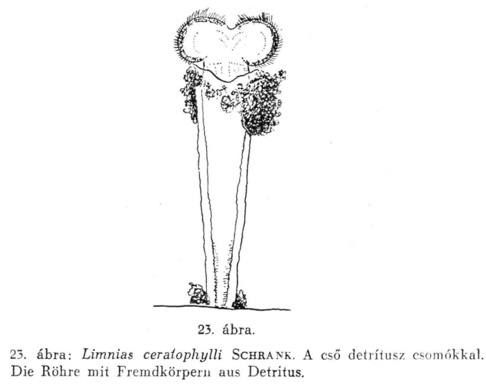 Limnias ceratophylli Limnias ceratophylli