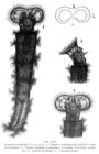 Limnias ceratophylli