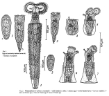 Limnias ceratophylli
