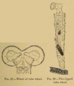 Limnias ceratophylli