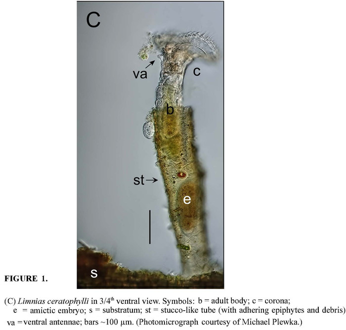 Limnias ceratophylli