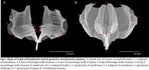 Limnias ceratophylli