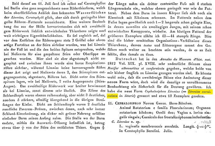 Limnias corniculata - Original description image