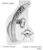 Limnias cornuella