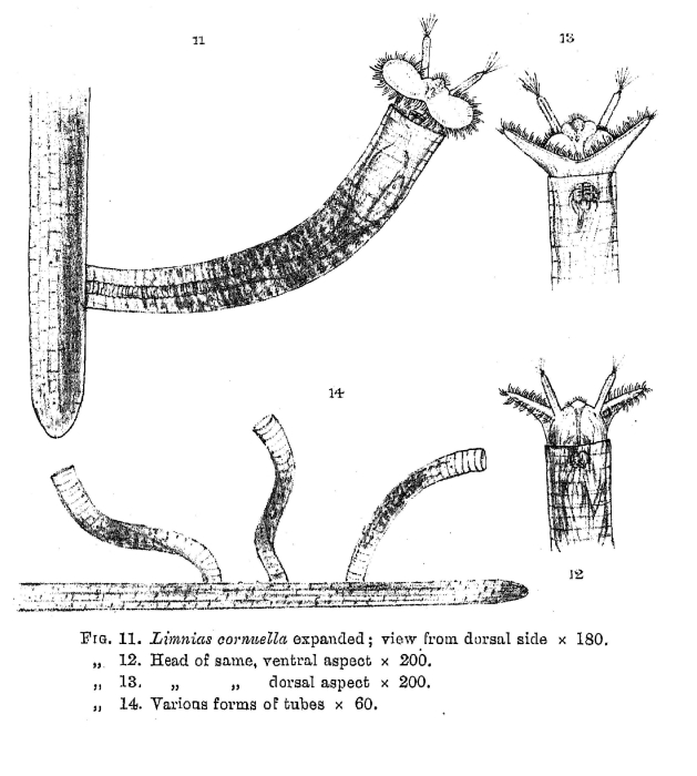 Limnias cornuella - Original description image