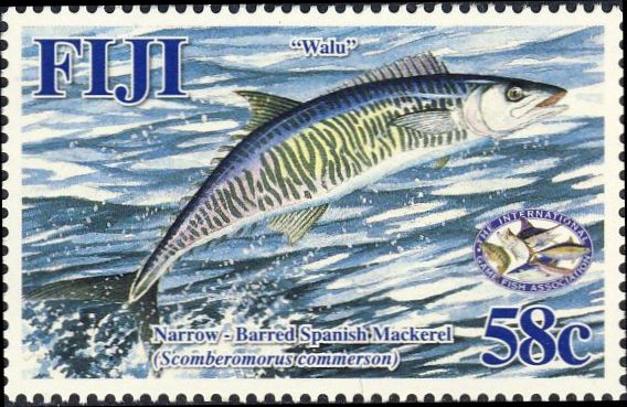 Scomberomorus commerson Scomberomorus commerson