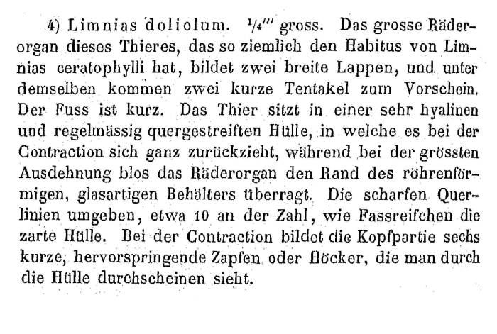 Limnias doliolum Limnias doliolum