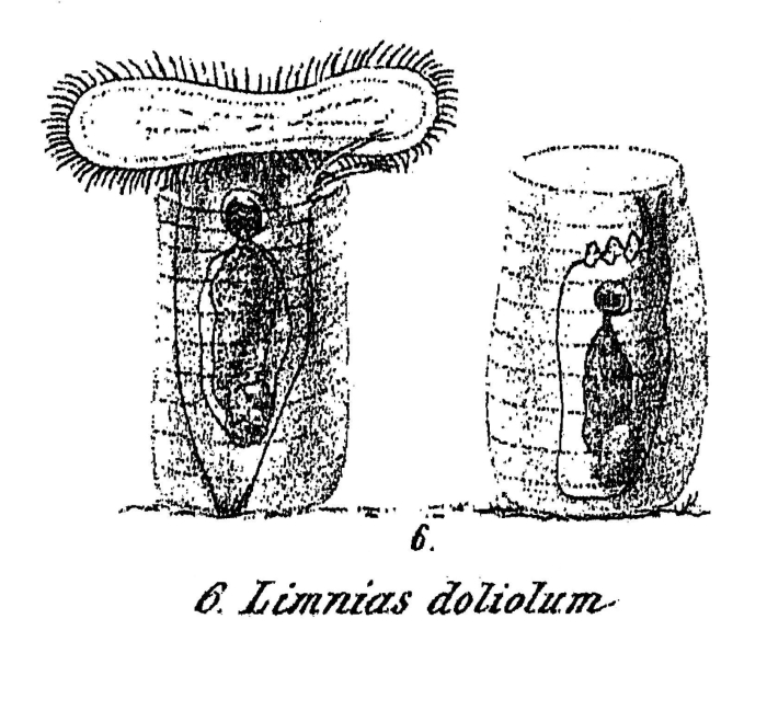 Limnias doliolum - Original description image