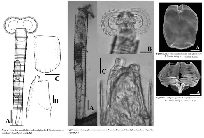 Limnias lenis - Original description image