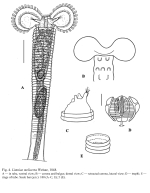 Limnias melicerta