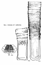 Limnias melicerta