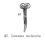 Limnias melicerta
