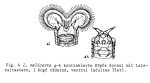 Limnias melicerta