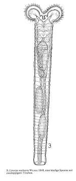 Limnias melicerta
