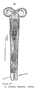 Limnias melicerta