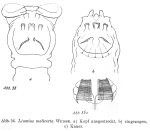 Limnias melicerta