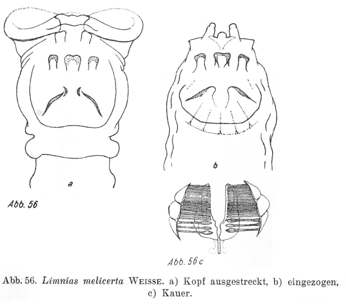 Limnias melicerta Limnias melicerta