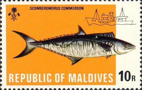 Scomberomorus commerson Scomberomorus commerson