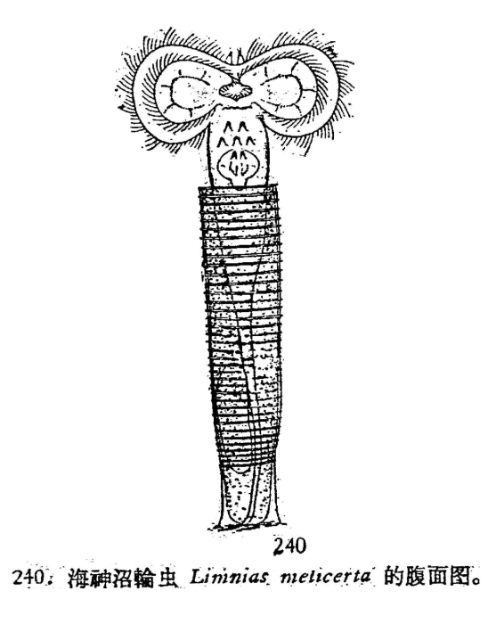 Limnias melicerta Limnias melicerta