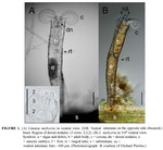 Limnias melicerta