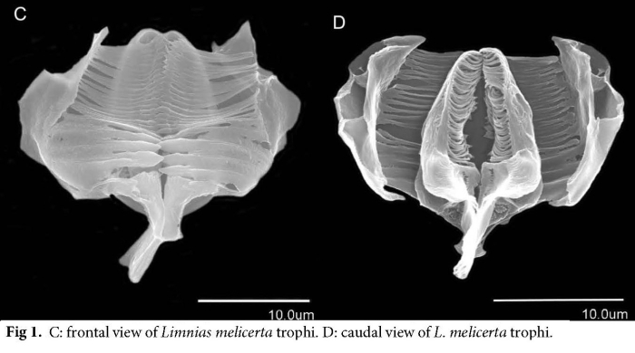 Limnias melicerta Limnias melicerta